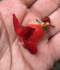 Kohleria inaequalis
