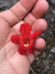 Kohleria inaequalis