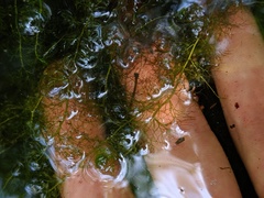 Utricularia geminiscapa