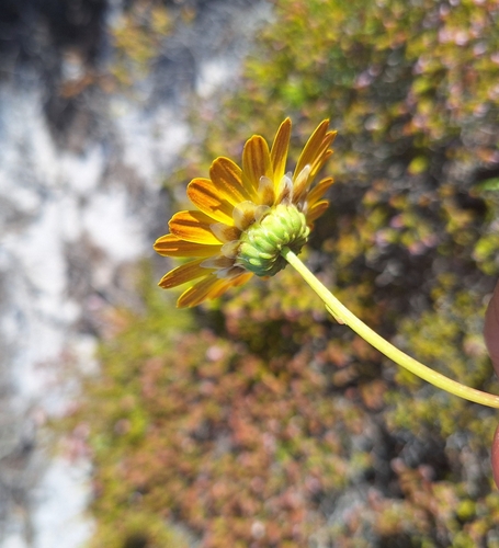 Image of Ursinia paleacea by (c) Adele SL, some rights reserved (CC BY)