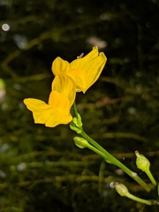 Utricularia geminiscapa