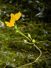 Utricularia geminiscapa