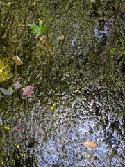 Utricularia geminiscapa