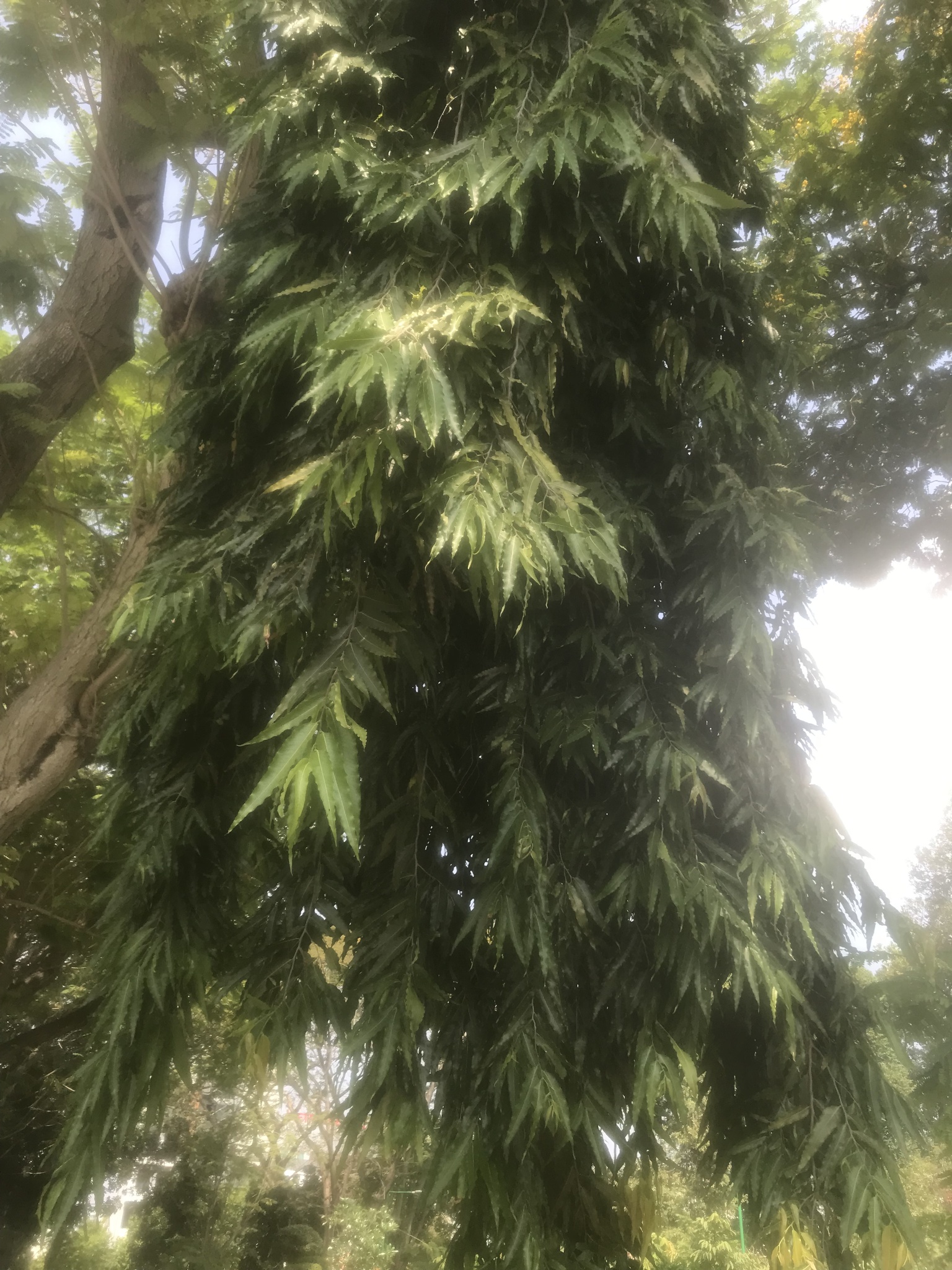 Polyalthia longifolia — ảnh 2