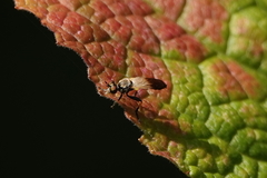 Eudioctria sackeni