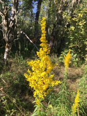 Solidago lepida salebrosa