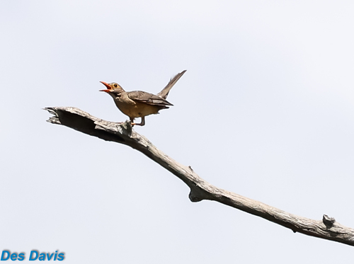 Kurrichane Thrush