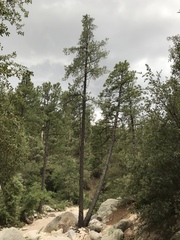 Pinus leiophylla