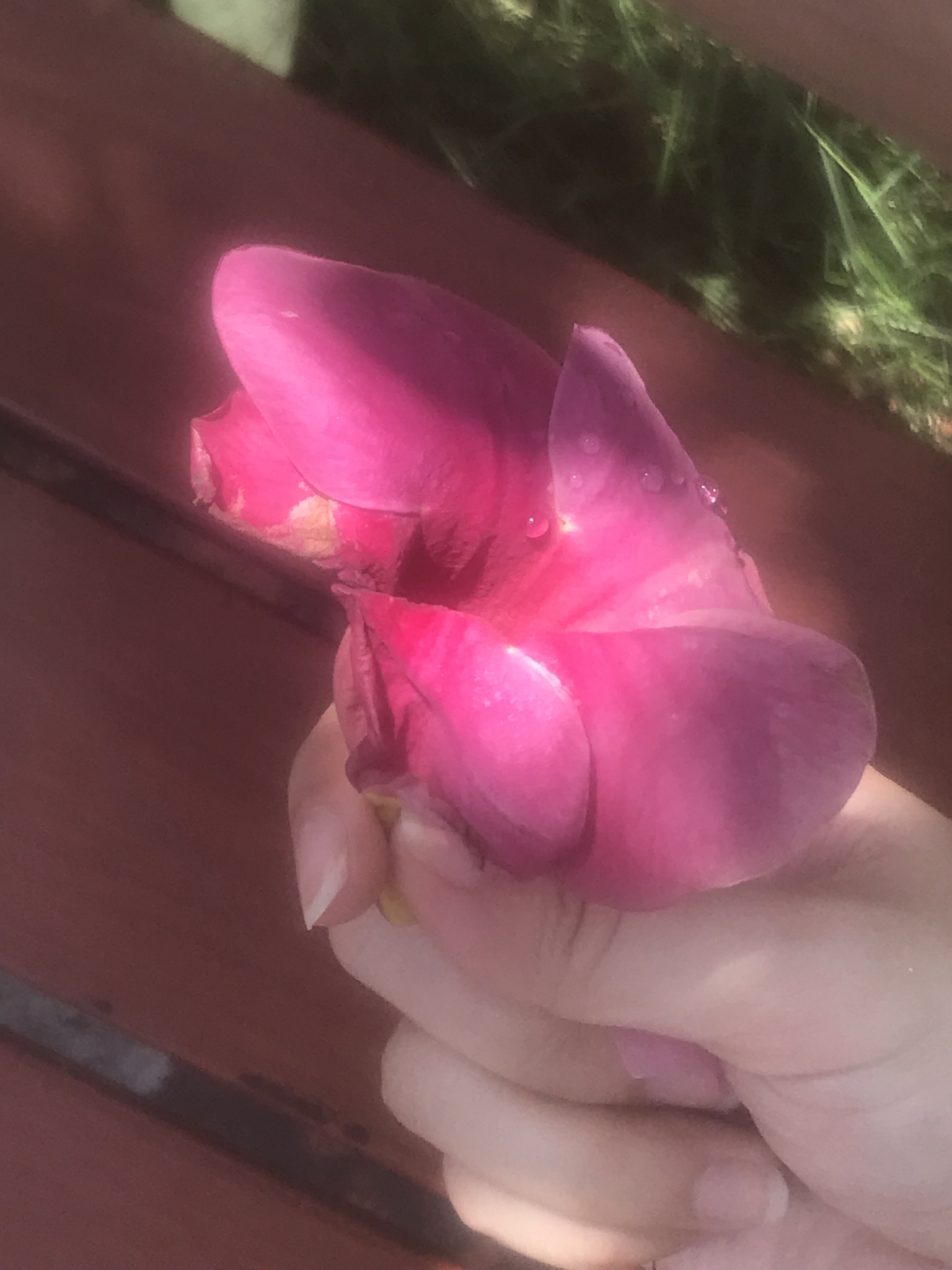 Allamanda blanchetii — ảnh 3