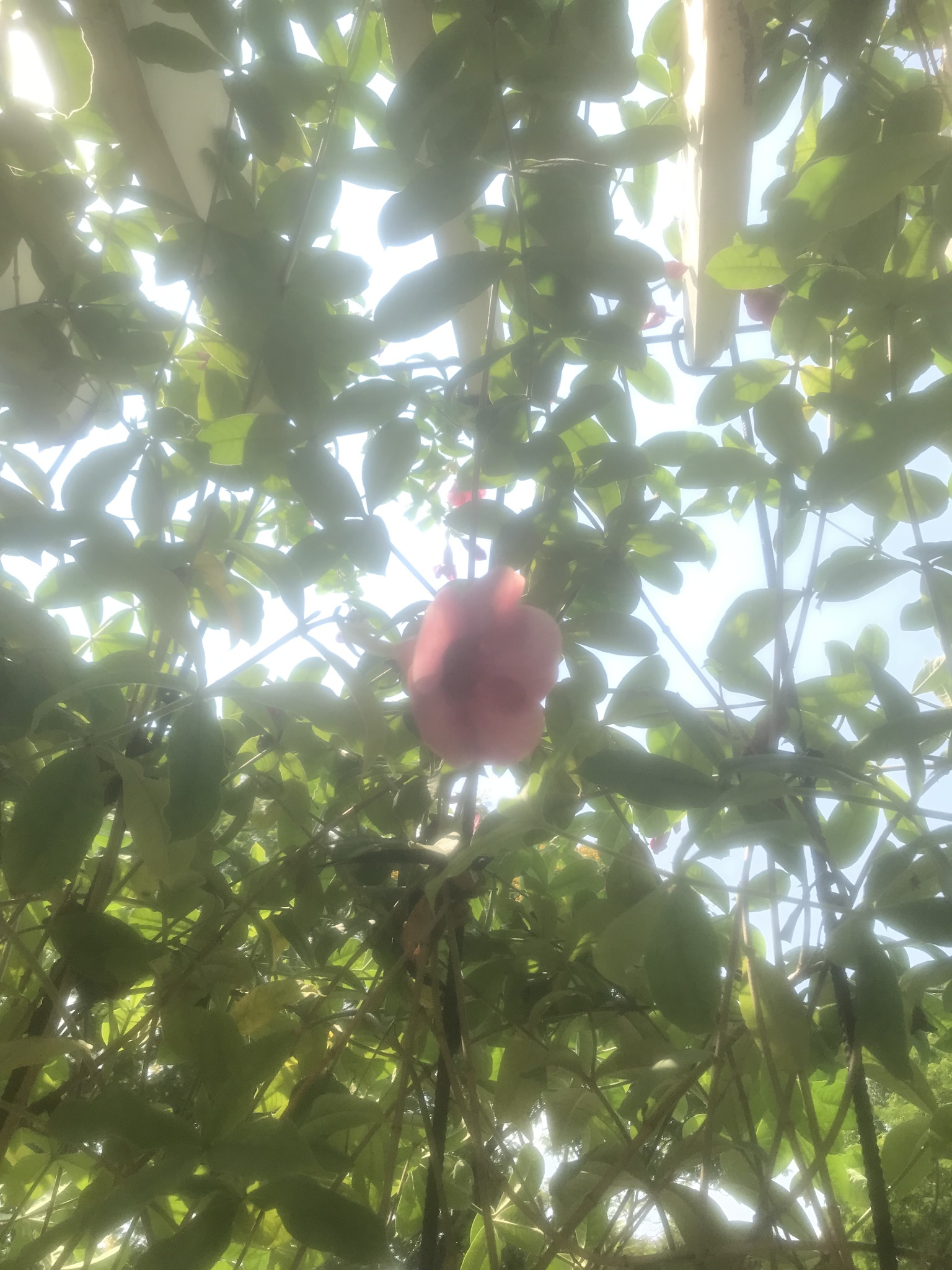 Allamanda blanchetii — ảnh 2