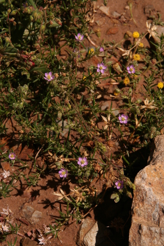 Spergularia bocconii iNat (3)