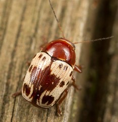 Cryptocephalus mutabilis