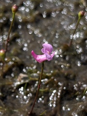 Utricularia resupinata