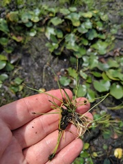 Eleocharis flavescens