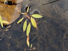 Potamogeton bicupulatus