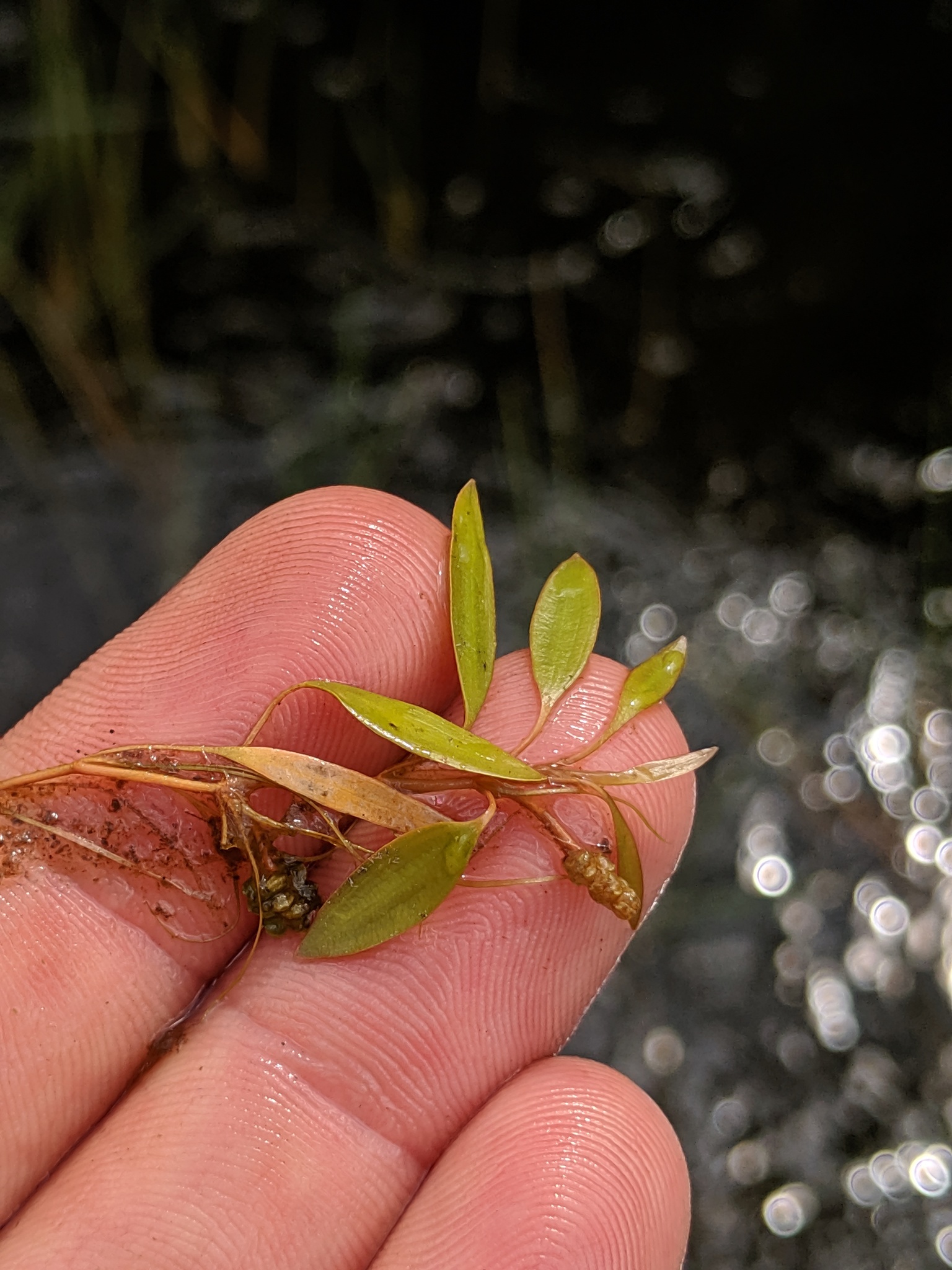 Potamogeton bicupulatus