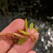 Snailseed Pondweed - Photo (c) Nate Martineau, some rights reserved (CC BY-NC), uploaded by Nate Martineau