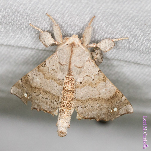 Angel Moth photo 4
