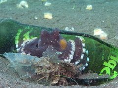 Coconut Octopus