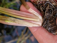 Xyris difformis