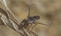Diplocampta conopas