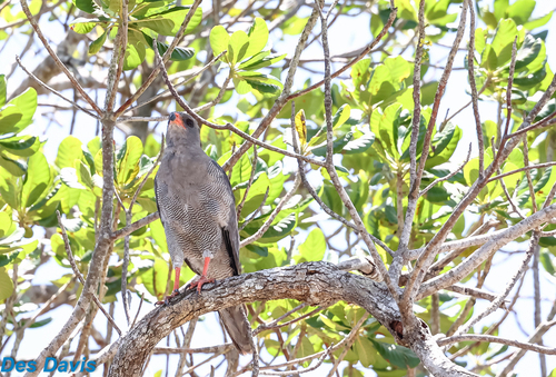 Dark Chanting-Goshawk