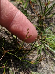 Juncus pelocarpus