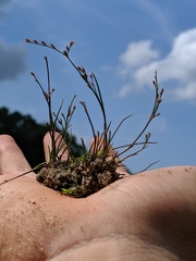 Juncus pelocarpus