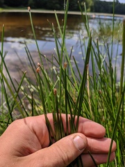 Eleocharis tricostata