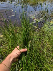 Eleocharis tricostata