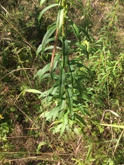Solidago lepida salebrosa