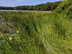 Eleocharis tricostata