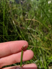 Eleocharis tricostata