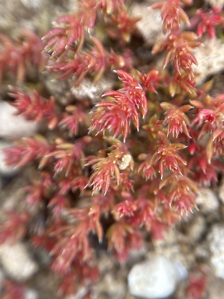 Crassula alata, Zypern, Paphos, Paphos, CY