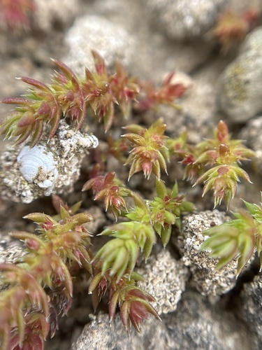 Crassula alata