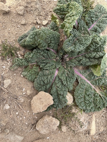 Mandragora officinarum, photograph 2