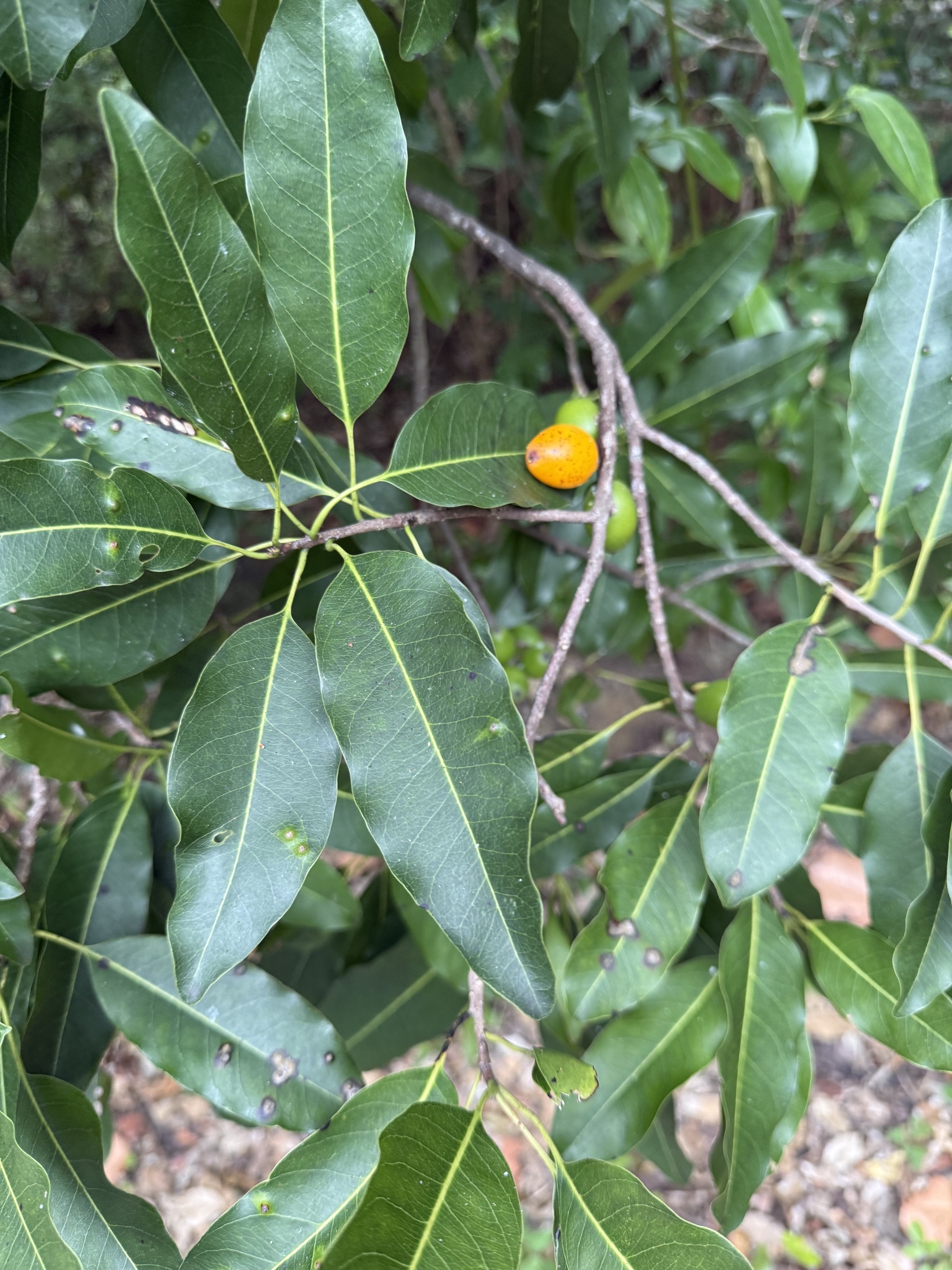 Imagem de Marmelinho-do-mato