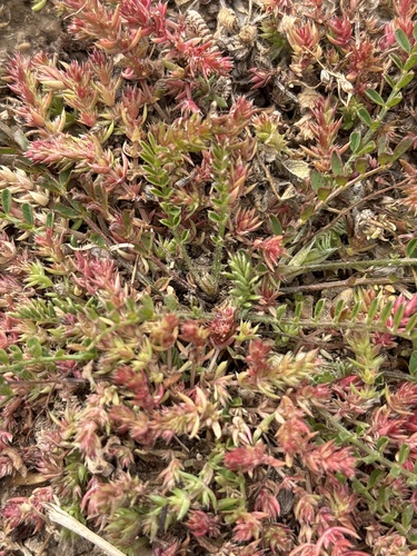 Crassula alata