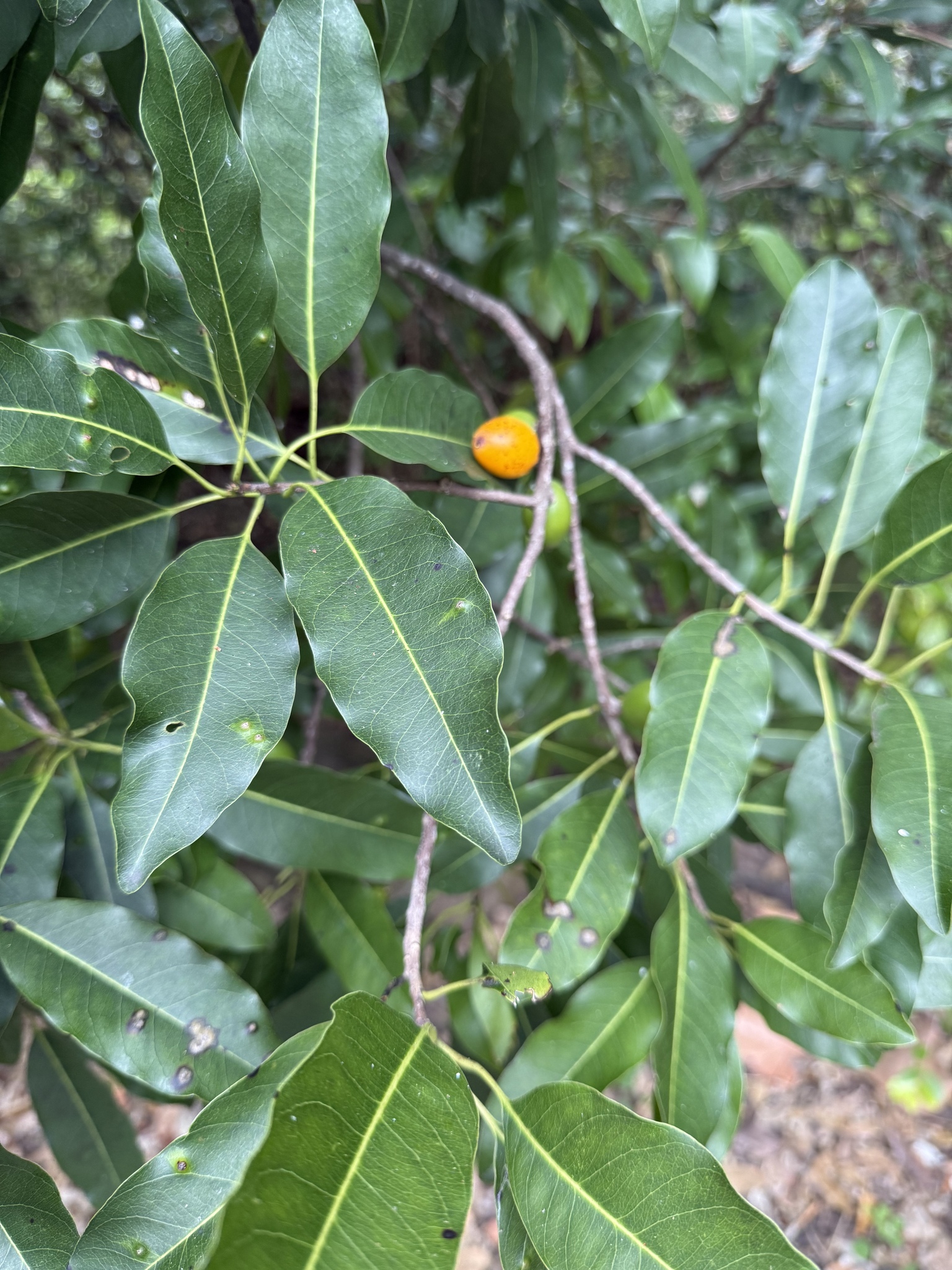 Imagem de Marmelinho-do-mato