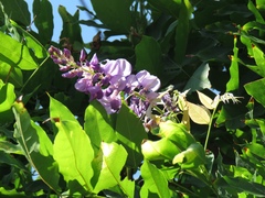 Wisteria