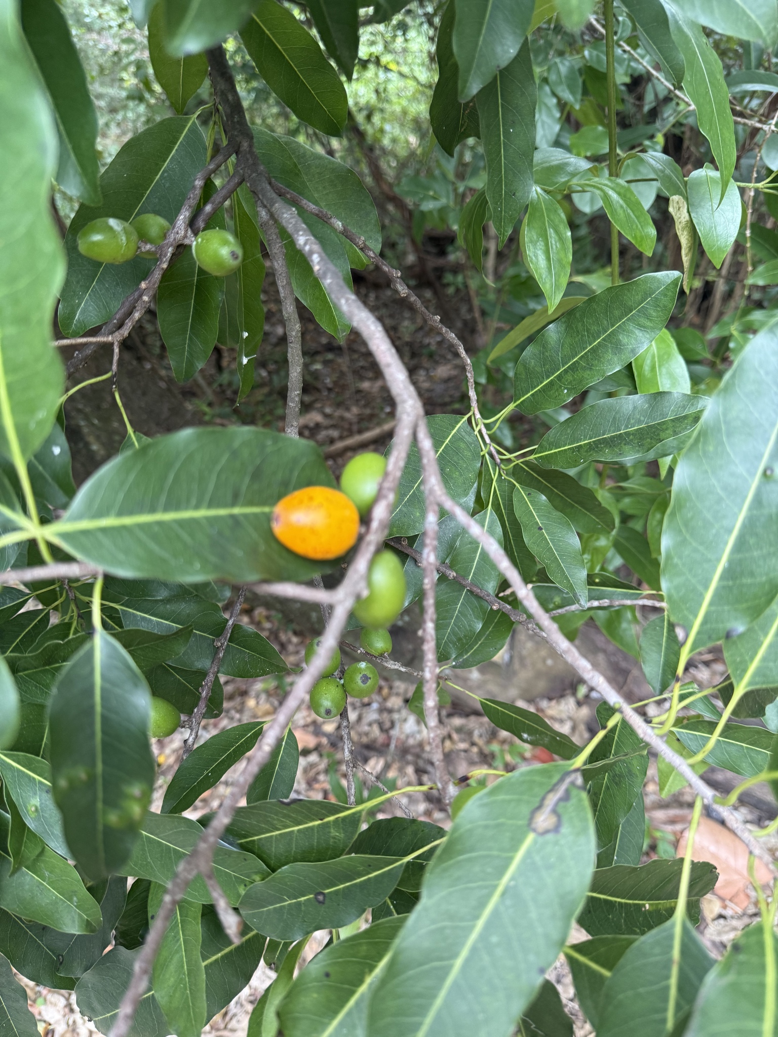 Imagem de Marmelinho-do-mato