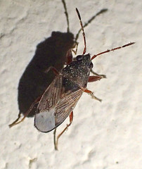 Peritrechus
