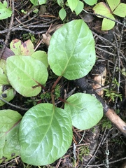 Pyrola asarifolia