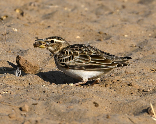 Calandria bimaculada (Melanocorypha bimaculata)