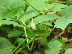 Stylophorum