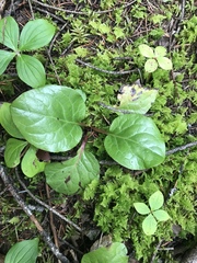 Pyrola asarifolia