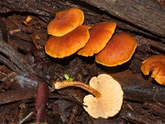 Gymnopilus ferruginosus