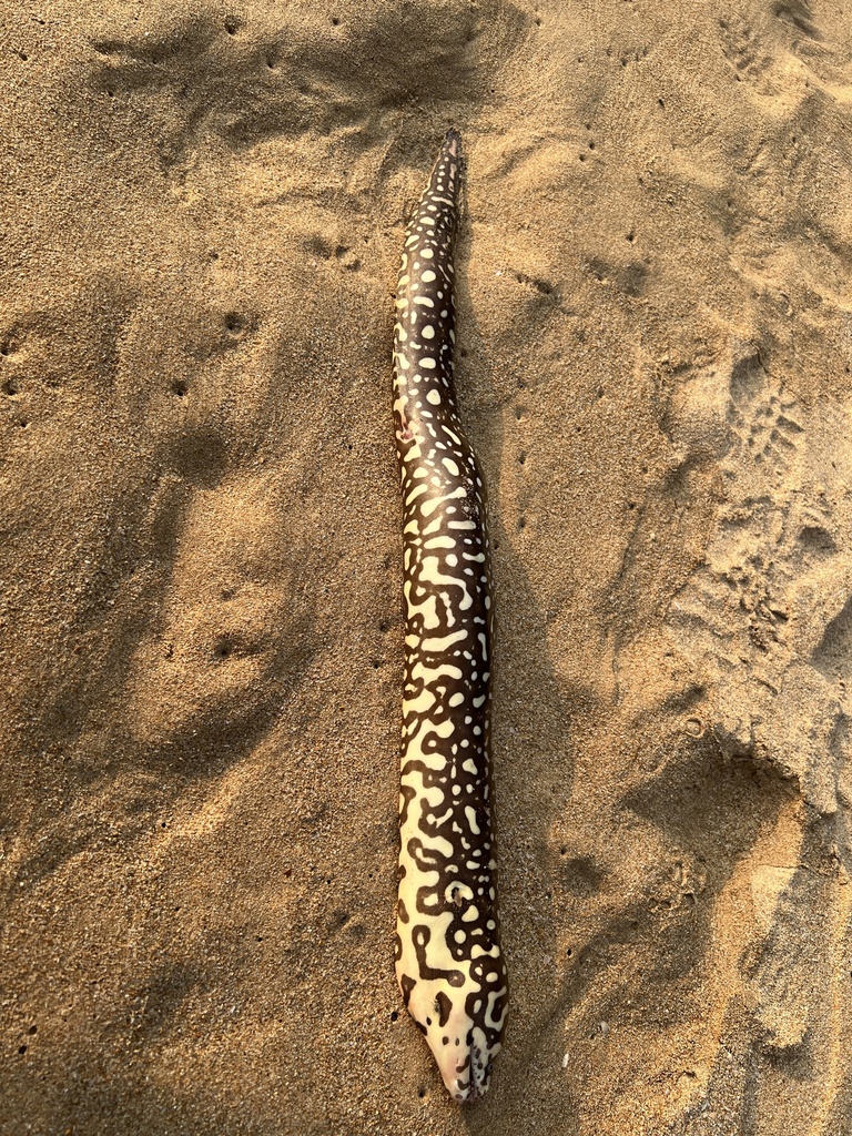 Yellow-Spotted Moray