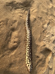 Yellow-Spotted Moray photo 1