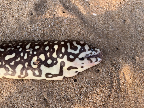 Yellow-spotted moray (Echidna xanthospilos) — Muraenidae — 2